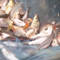 लुम्बिनी प्रदेशको सभामुखमा तुलाराम घर्ती निर्विरोध निर्वाचित