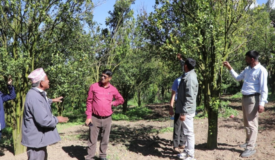सुन्तला बगैँचामा रोग फैलिँदा किसान चिन्तित