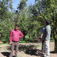 फेरियो गाउँले शैली