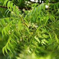 सुन्तला बगैँचामा रोग फैलिँदा किसान चिन्तित