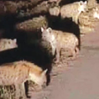 विद्युतीय रेल मार्गमा पुल निर्माणको काम तीव्र