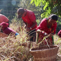 निगुरोमा जीवन देख्दै पूर्वी मोरङका सयौं परिवार