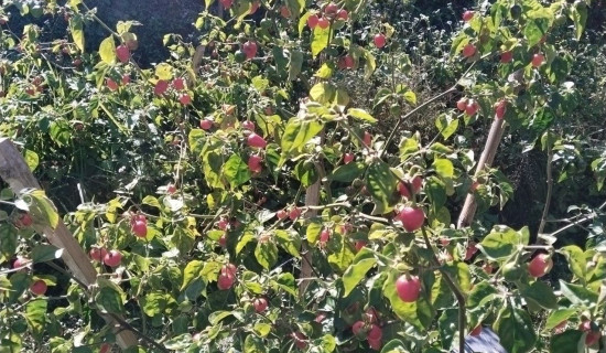 प्रदेश सङ्ग्रहालयमा कोसेलीघर बन्दै