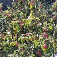 नवरात्रका केही देवीपीठ