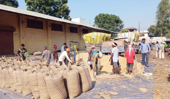धान उत्पादन घट्ने