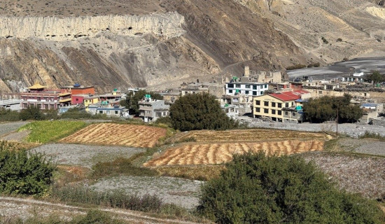 कागबेनीमा रैथाने बाली भित्र्याउँदै किसान