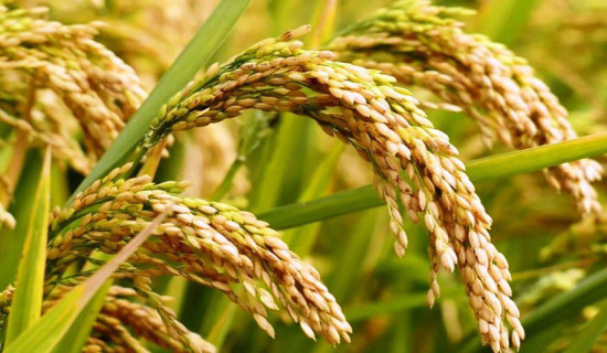 कैलालीमा धान उत्पादन घट्यो