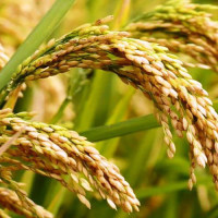 मधेशका प्रदेश प्रमुख भण्डारी पदमुक्त