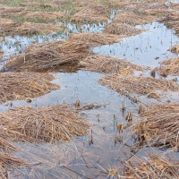 बेमौसमी वर्षाले सिराहामा १० हजार हेक्टर धानबालीमा क्षति