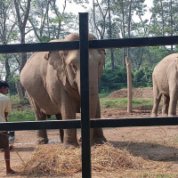 शिव मन्दिरमा घुइँचो