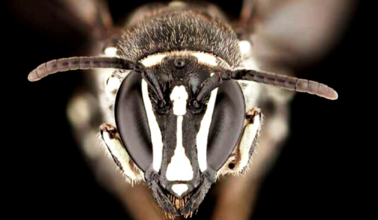 अस्ट्रेलियामा ‘लुसिफर’ मौरीको खोजः सिङ भएको नयाँ प्रजातिले वैज्ञानिक चकित