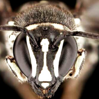 भारतमा कोरोना सङ्क्रमणमा पुनः वृद्धि