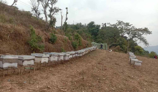 मकवानपुरको सिलिङ्गे मौरी चरन क्षेत्रमा अन्य जिल्लाका मौरीपालक किसानलाई रोक