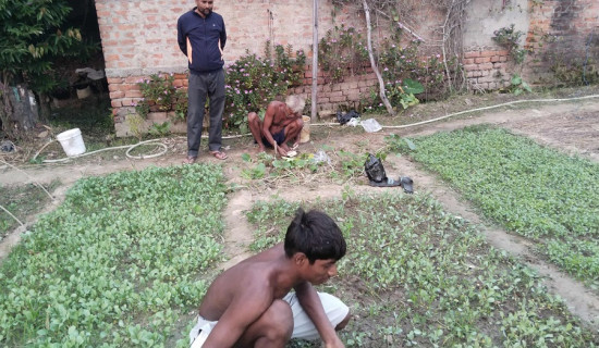 तरकारीको बेर्ना बेचेरै लाखौँ आम्दानी