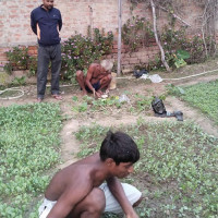 तरकारीको बेर्ना बेचेरै लाखौँ आम्दानी