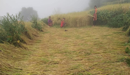 बाजुरामा धान उत्पादनमा वृद्धि