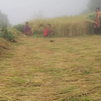 हराउँदै परम्परागत दाइँ संस्कृति