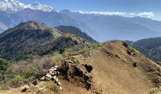 चिसो बढेसँगै भेडीगोठ बेँसी झर्न थाले