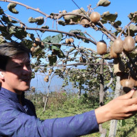 एउटै बोटमा फल्यो ३२ किलो किवी