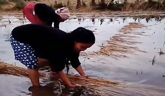 पानीले धान खेतीमा एक करोड ८० लाख क्षति