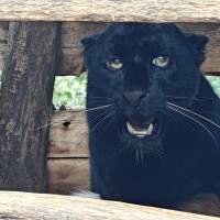 जीर्ण बन्दै कर्णाली पुल