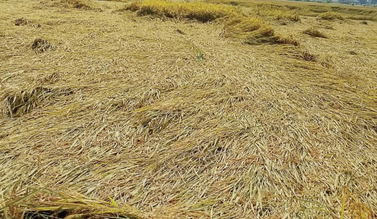 ढलेको धान काट्न नसक्दा किसान चिन्तित