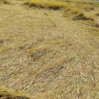 नगरपालिकामा विवाद, वडाध्यक्षद्वारा तालाबन्दी