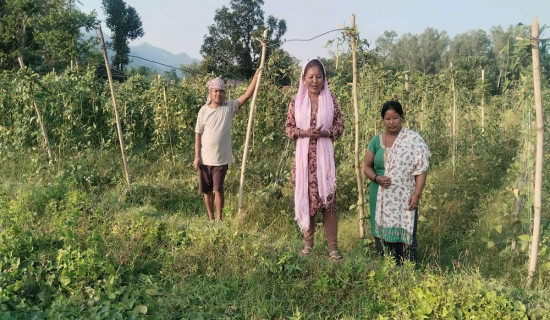 तरकारी खेतीबाट आम्दानी गर्दै अम्बासका महिला समूह