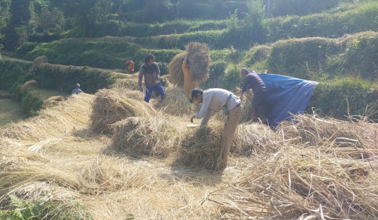 किसानलाई धान भित्र्याउने चटारो