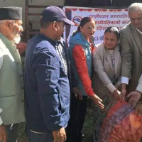 महानगर दिवसमा साङ्गीतिक प्रस्तुति