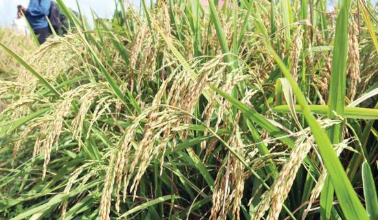 बालीको रोग पत्ता लगाउने एप्स