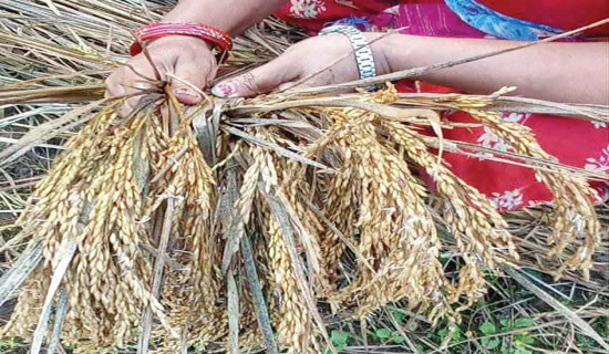 बाइस करोडभन्दा बढीको धानबाली नष्ट