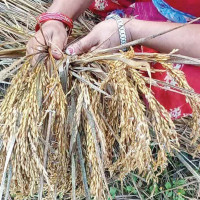 बाइस करोडभन्दा बढीको धानबाली नष्ट