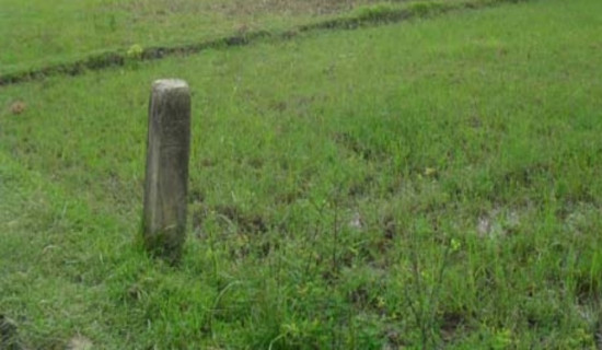 पाखो बारीमै झुल्यो धान