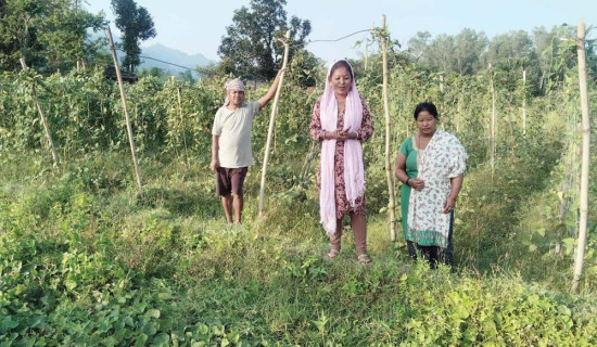 अर्गानिक तरकारी खेतीमा महिला