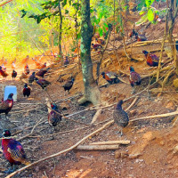 ज्ञान र अनुभवले खारिएका ज्येष्ठ नागरिक