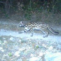 डोकोमा सुन्तला बेचेर घर खर्चको जोहो