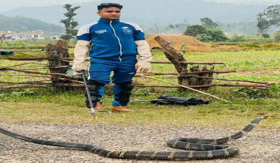 सर्पको बिगबिगी यथावत्