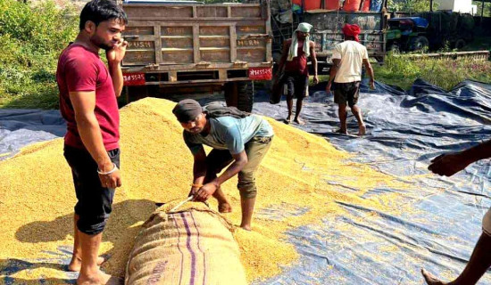नेपालगन्जमा खाद्य व्यवस्था कम्पनीद्वारा १८ सय क्विन्टल धान खरिद