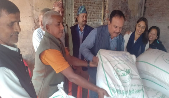 नेपालगञ्ज उपमहानगरपालिकाद्वारा अनुदानमा गहुँको उन्नत बीउ वितरण