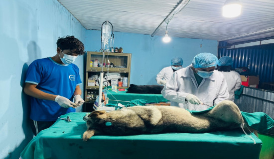 एक हजारभन्दा बढी सामुदायिक कुकुरको बन्ध्याकरण