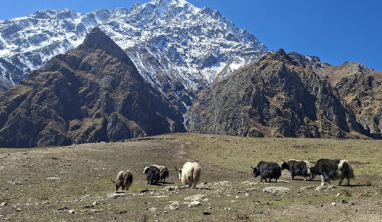 नेपाल प्रहरी जवानमा भर्ती हुन दरखास्त दिनेको भीड