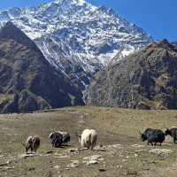 नेप्से परिसूचक घट्यो