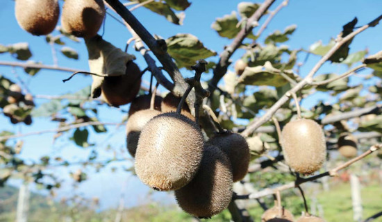 एउटै बोटमा फल्यो बत्तिस किलो किवी