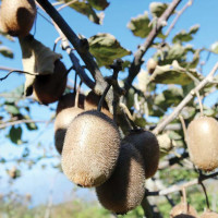 बेमौसममा पनि सौराहामा पर्यटकीय चहलपहल