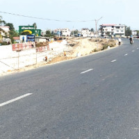 पाथीभरा क्षेत्रको वनमा लौठ सल्ला रोपियो