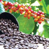 वेस्ट इन्डिज विरुद्धको शृङ्खला जित नेपाली क्रिकेटमा महत्वपूर्ण फड्को