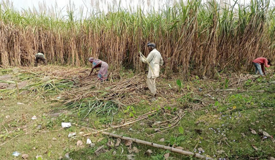 उखुको न्यूनतम सर्मथन मूल्य तोक्न माग
