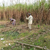 राजनीतिक दल खोल्न उत्साह : १२३ दल दर्ता, ३२ प्रक्रियामा