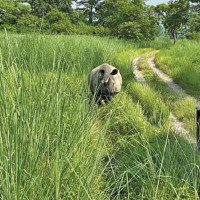 विद्यार्थीलाई मयूरनाचको तालिम